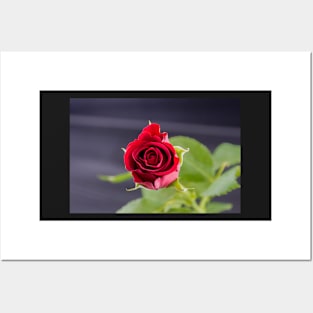 Red Rose top view Posters and Art